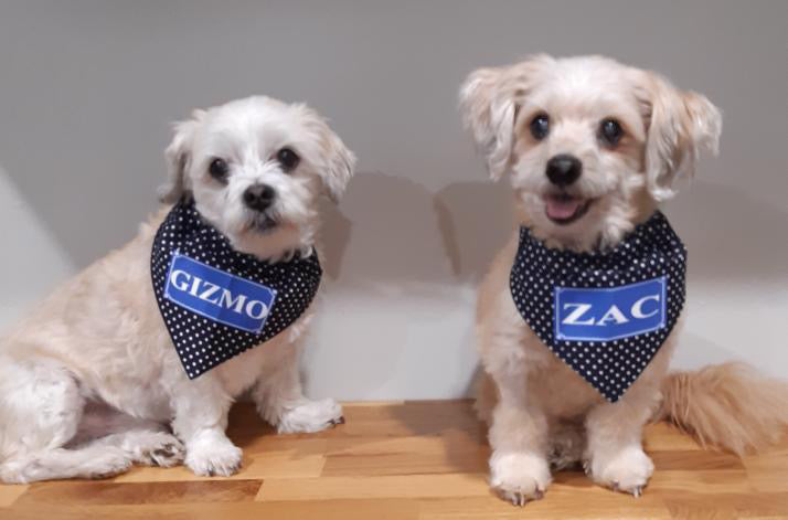 Pet Story #6 - Zac & Gizmo