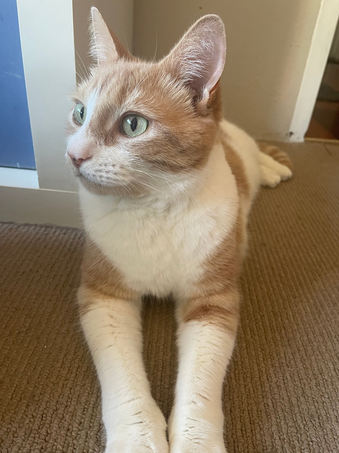 Pet Story #2 - Frankie