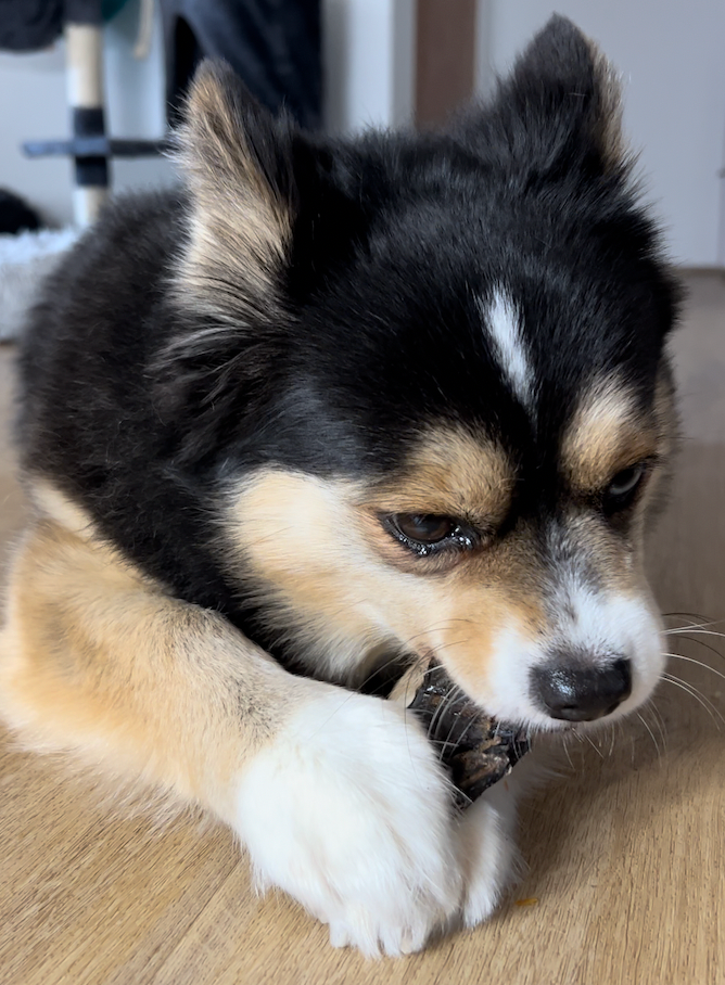 BOXD FOR PETS - BEEF LIVER