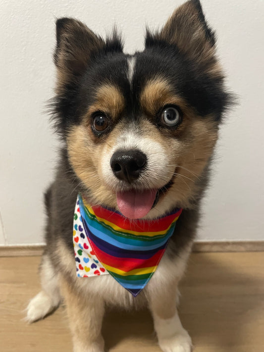 PRIDE BANDANA